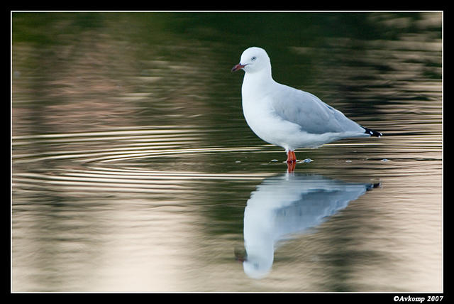 barton silver gull