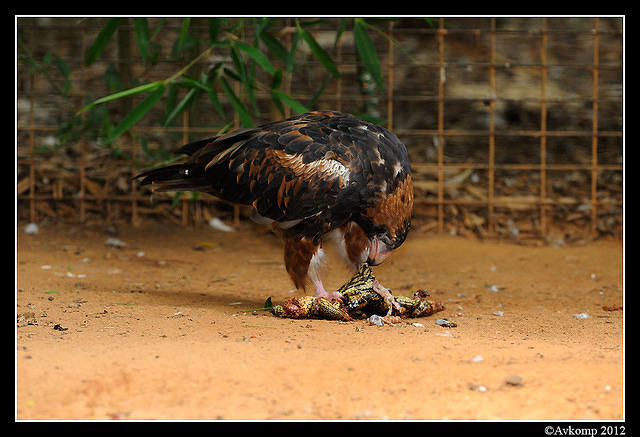 black breasted buzzard 1678