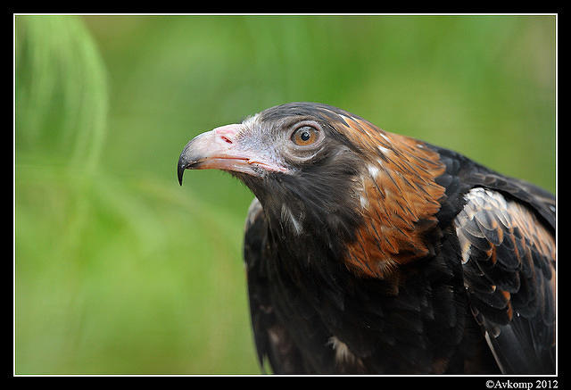 black breasted buzzard 1681