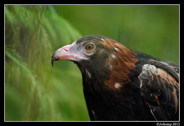 black breasted buzzard 1683