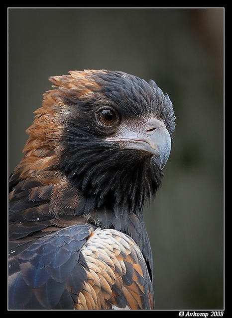 black breasted buzzard 2155 crop