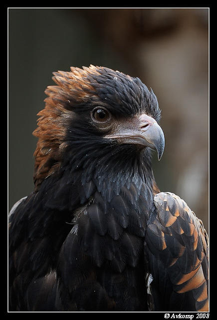 black breasted buzzard 2163 crop