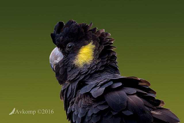 black cockatoo 8451