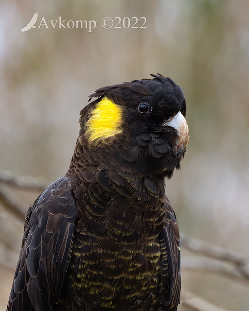 black cockatoo 8962