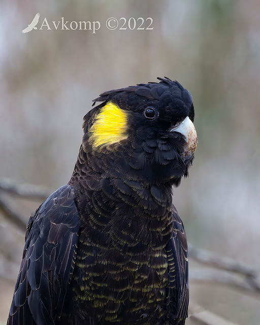 black cockatoo 8962a