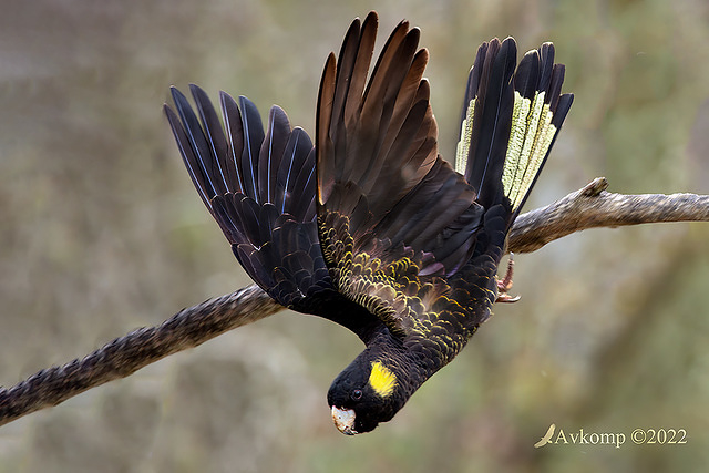 black cockatoo 8972