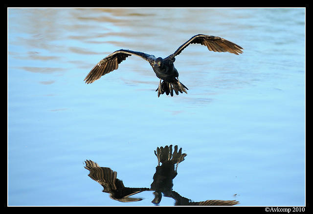 black cormorant 5979