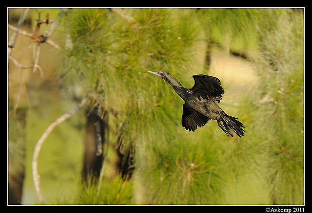 black cormorant 0238