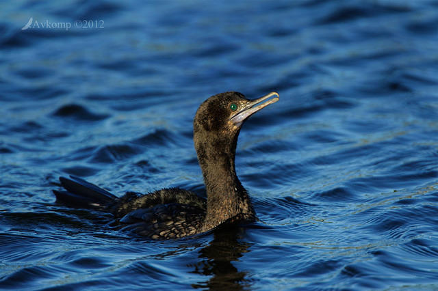 black cormorant 2455