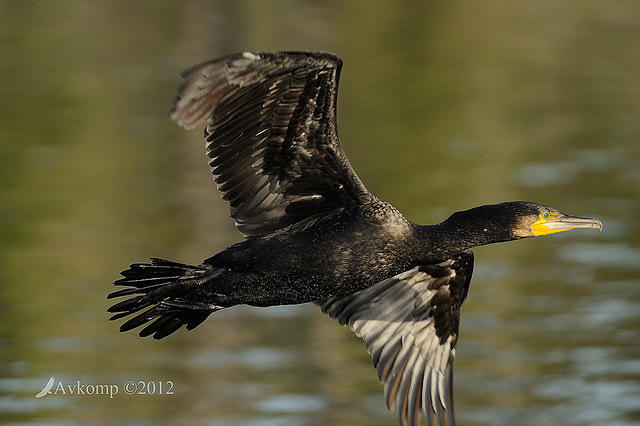 black cormorant 4895