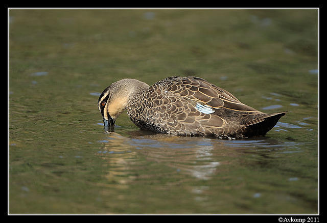 black duck 0945