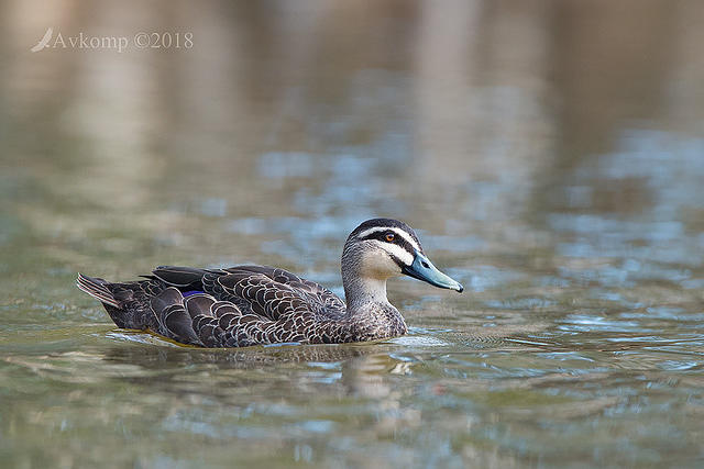 black duck 0298