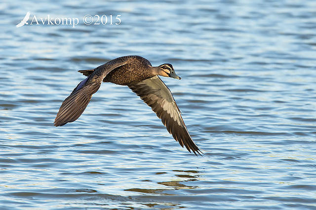 black duck 19093