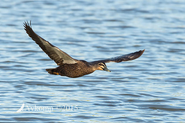 black duck 19094