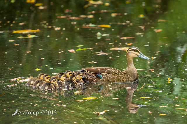 black duck and ducklings 9924