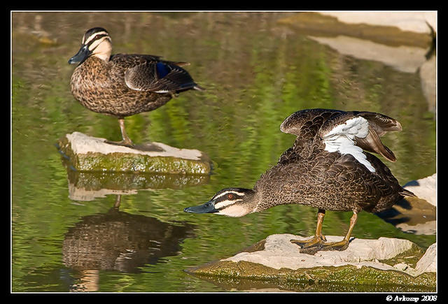 black ducks 0385