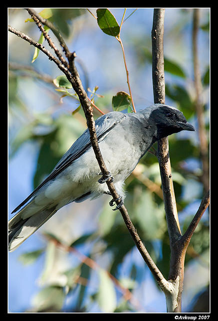 black faced cuckoo shrike 209