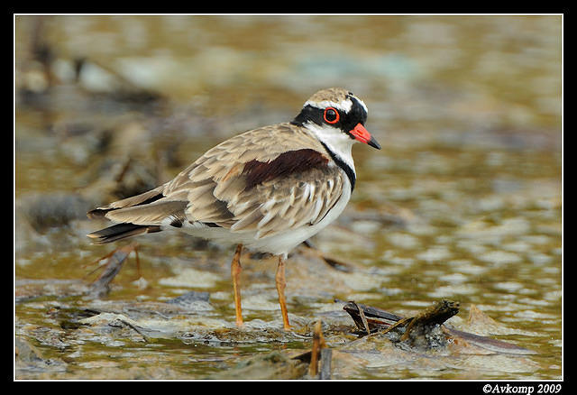 black fronted dotteral 5087