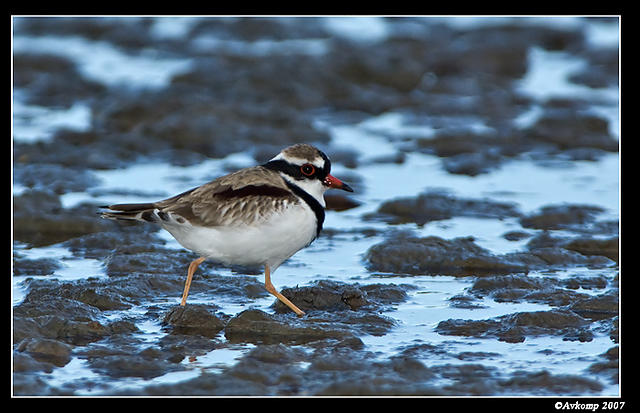 black fronted dotteral 2