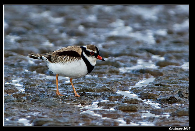 black fronted dotteral 3