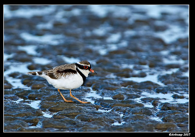 black fronted dotteral 6