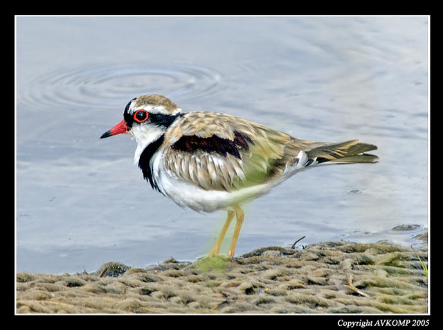 black fronted dotterel 1