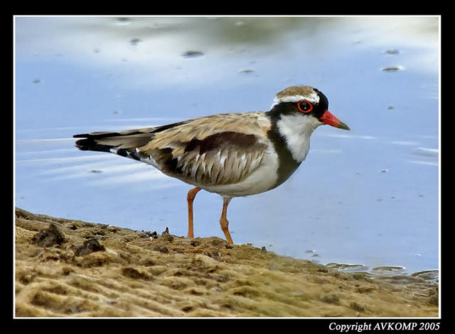 black fronted dotterel 2