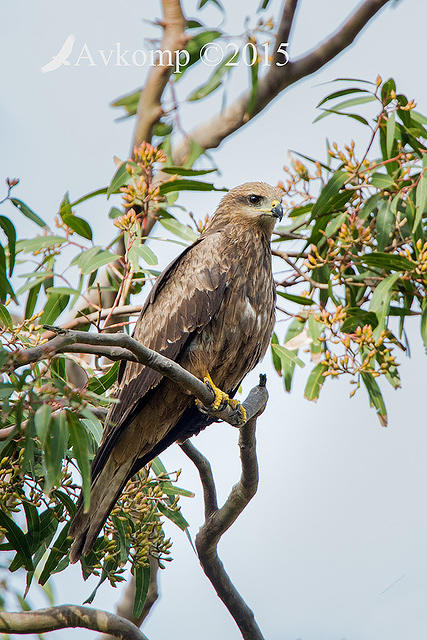 black kite 2276