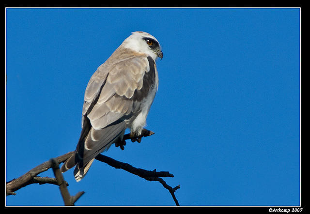 black shouldered kite sub adult 258