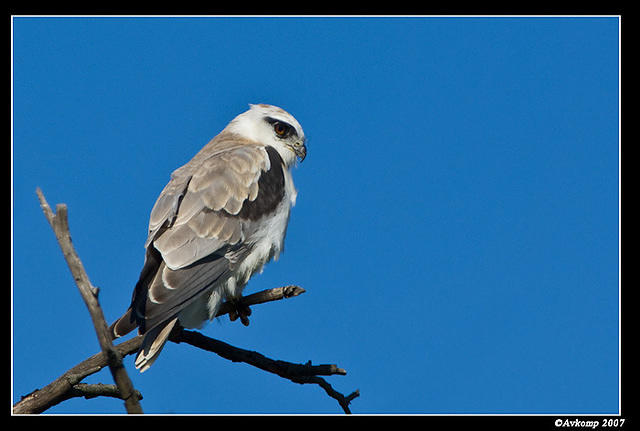 black shouldered kite sub adult 259