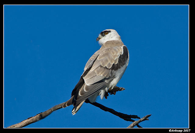 black shouldered kite sub adult 261