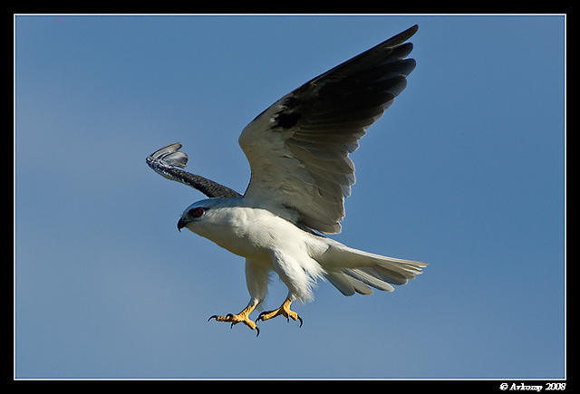 black shouldered kite 1080