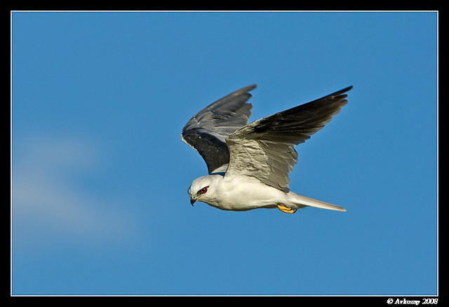 black shouldered kite 1095