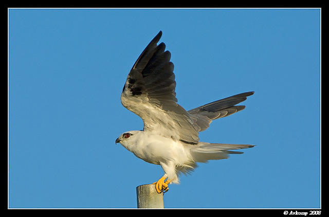 black shouldered kite 1140