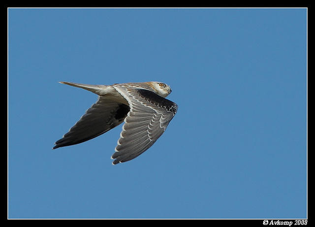 black shouldered kite 2437