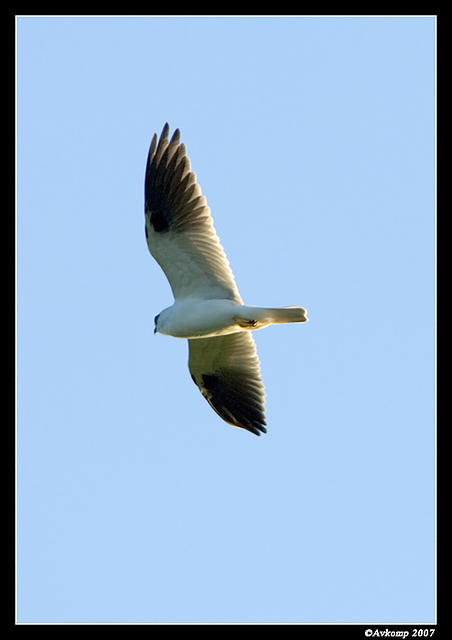 black shouldered kite 3