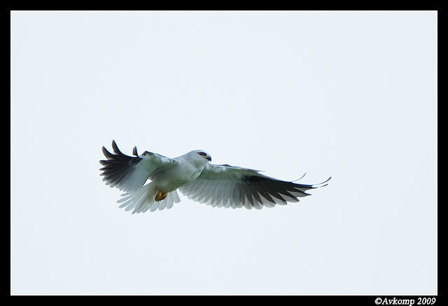 black shouldered kite 4075