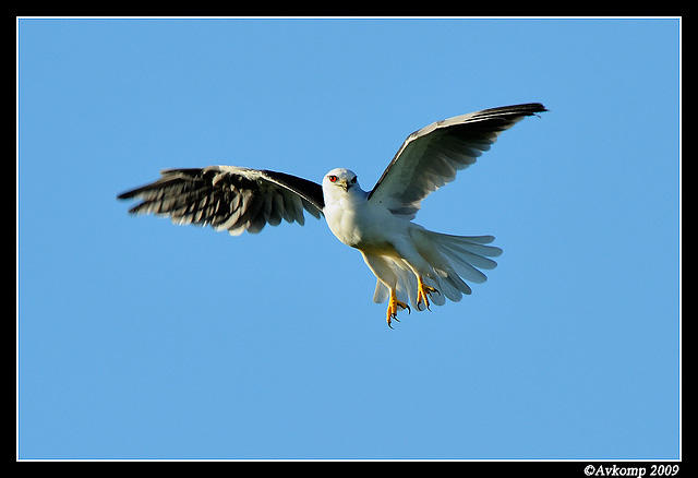 black shouldered kite 4223