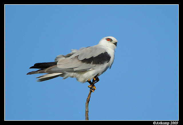 black shouldered kite 4818