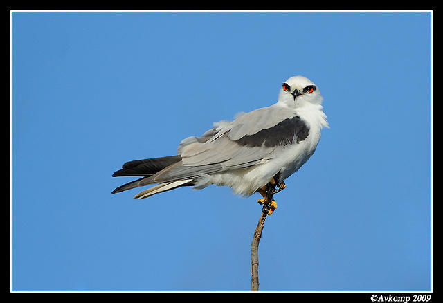 black shouldered kite 4823