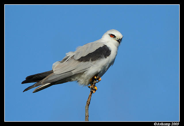 black shouldered kite 4824