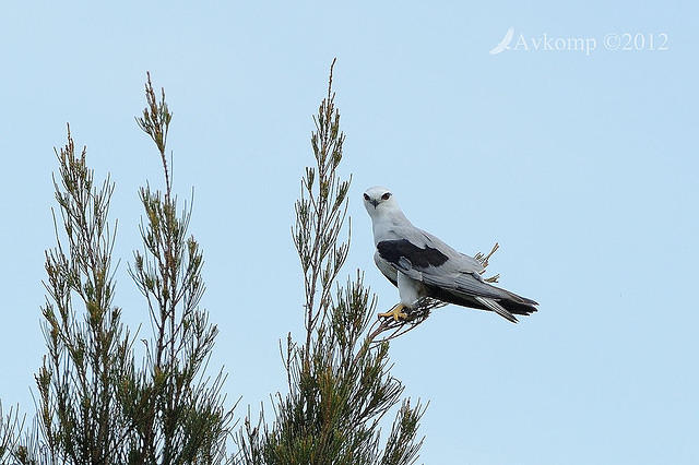 black shouldered kite 5386