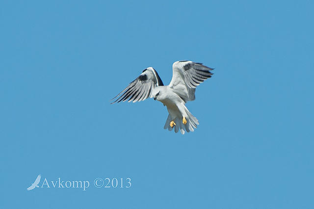 black shouldered kite 6763