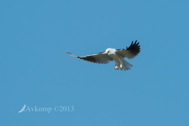 black shouldered kite 6764