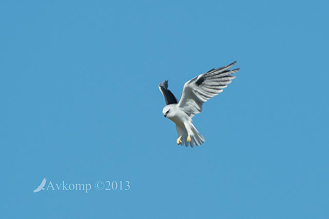 black shouldered kite 6765