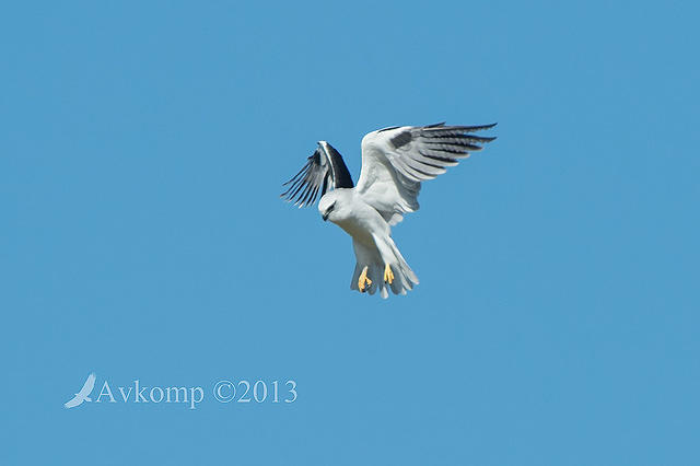 black shouldered kite 6766