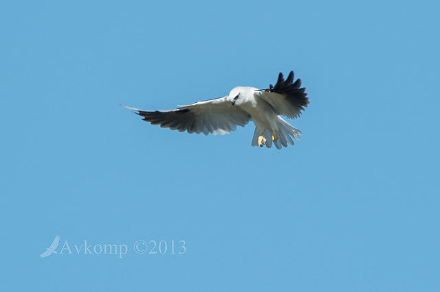 black shouldered kite 6767