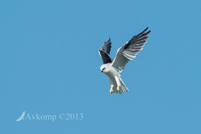 black shouldered kite 6768