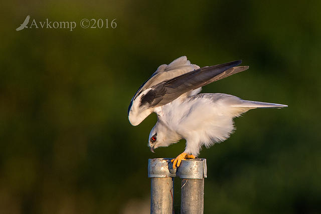 black shouldered kite 7713