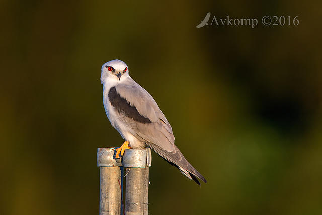 black shouldered kite 7720